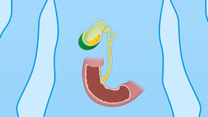 Gallbladder and bile