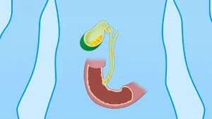 Gallbladder and bile