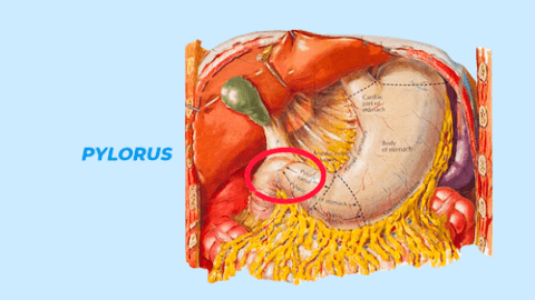 Pylorus